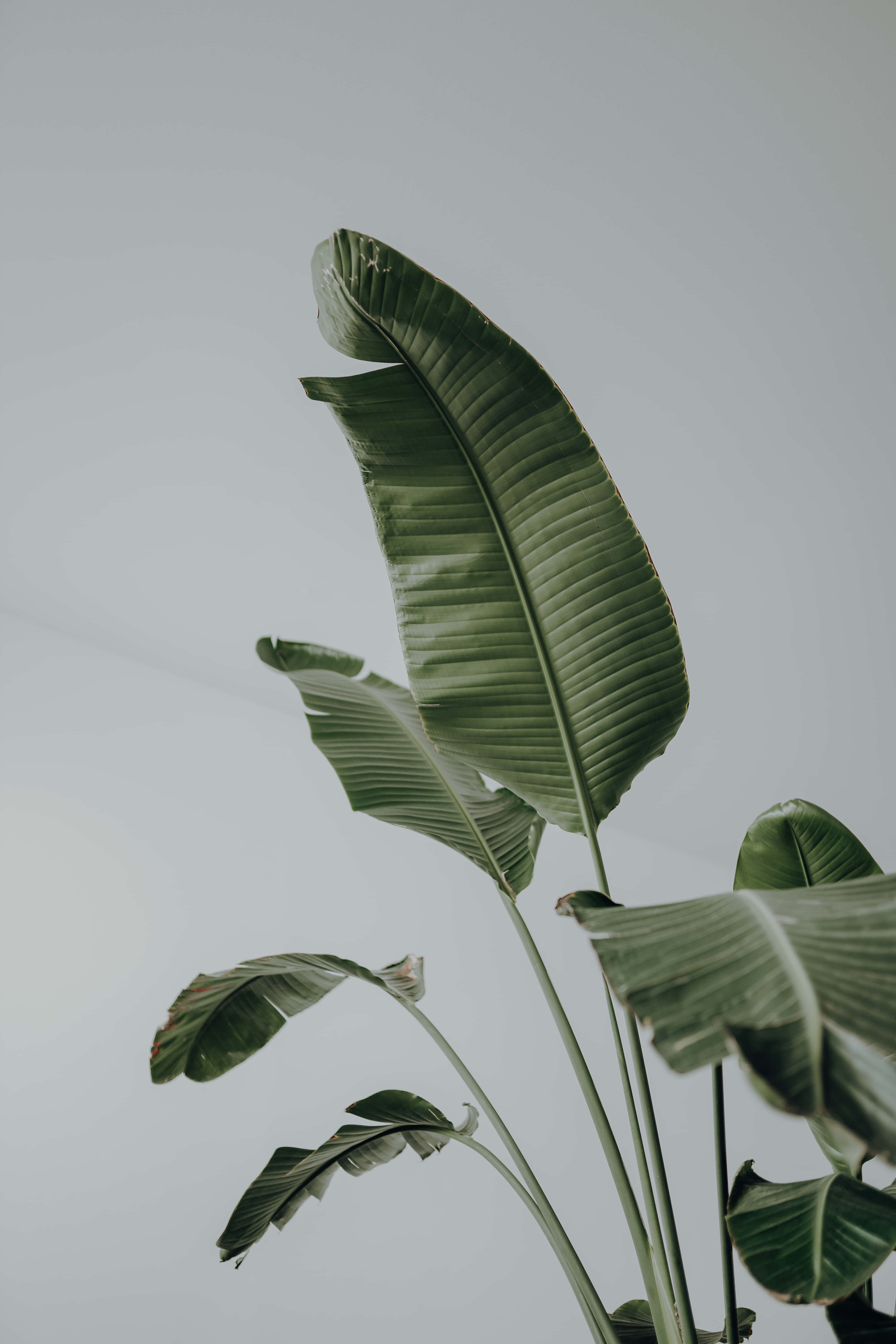 en plante med blader i en hvit vase Bakgrunner