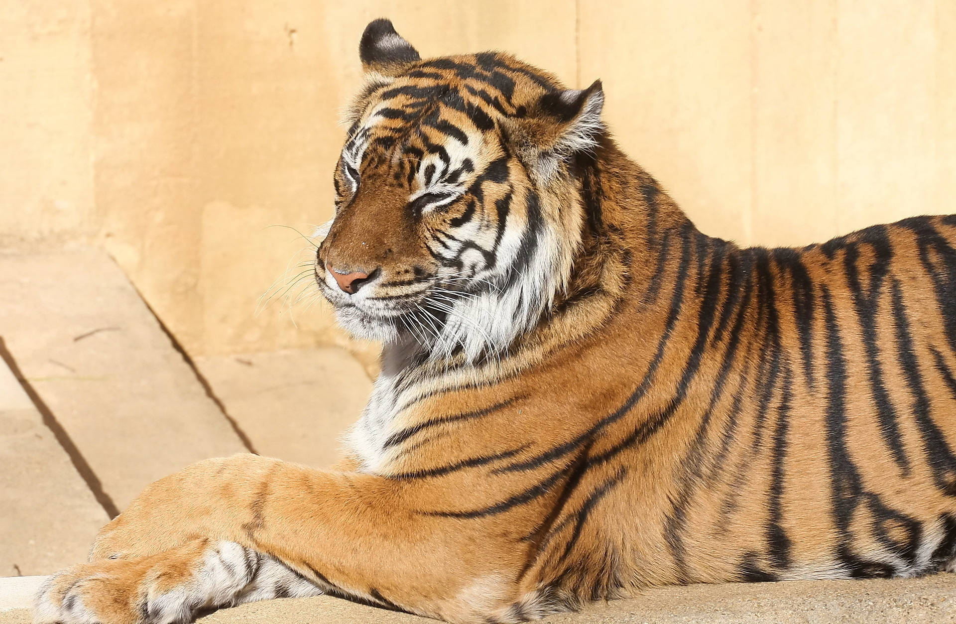 Bakgrunnsbilde av bengaltiger som sitter pent under solen