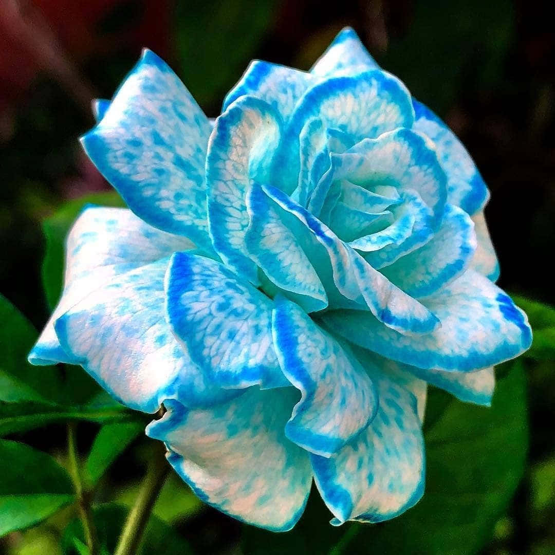 En praktfullt levende rød roseblomst Bakgrunner