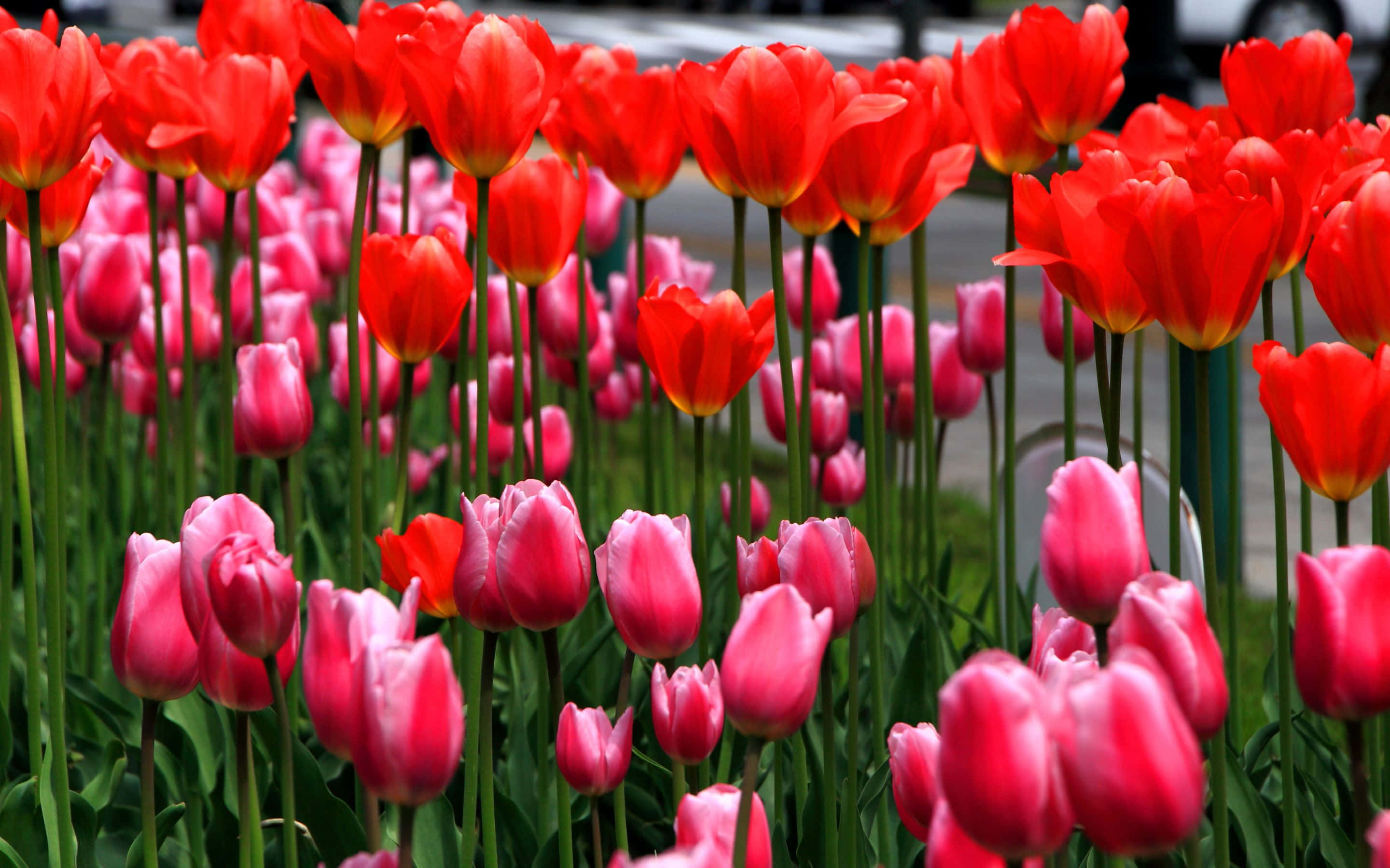 en rad med tulipaner Bakgrunner