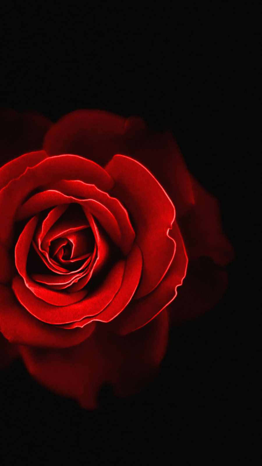 en rød rose på svart bakgrunn Bakgrunner