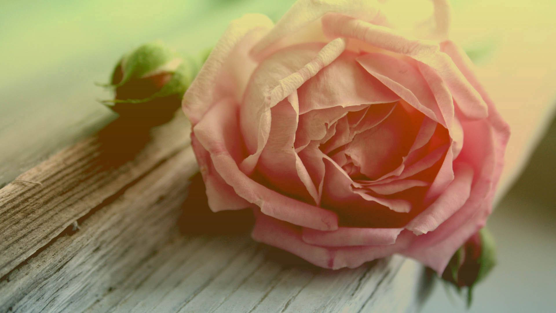 Forhåndsvisning bakgrunn rose, blomst, kronblader