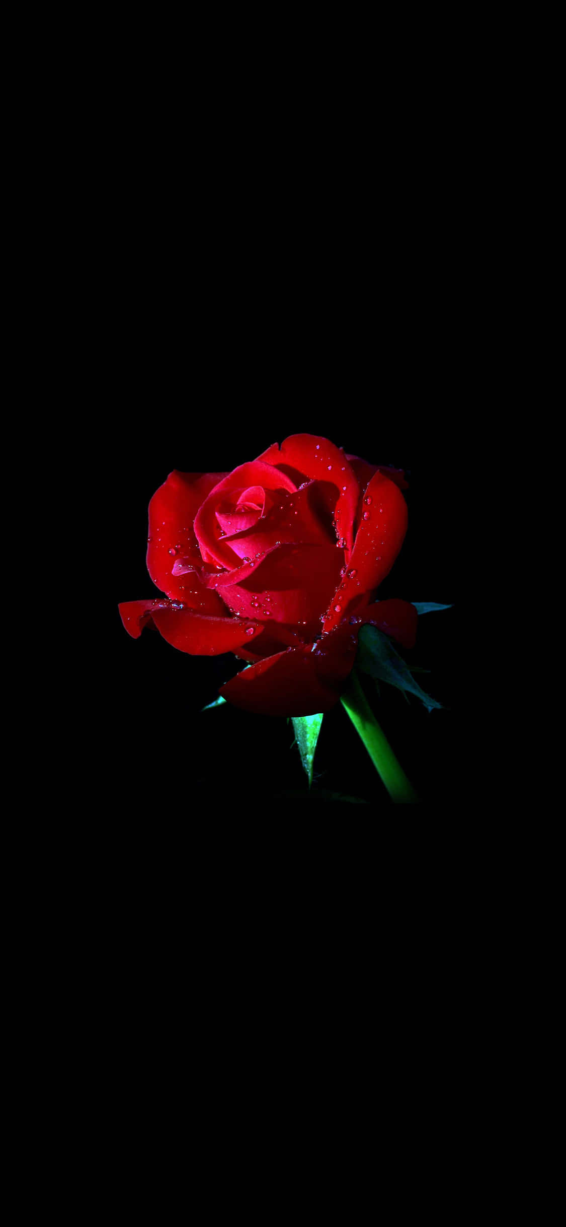en rød rose på en svart bakgrunn Bakgrunner