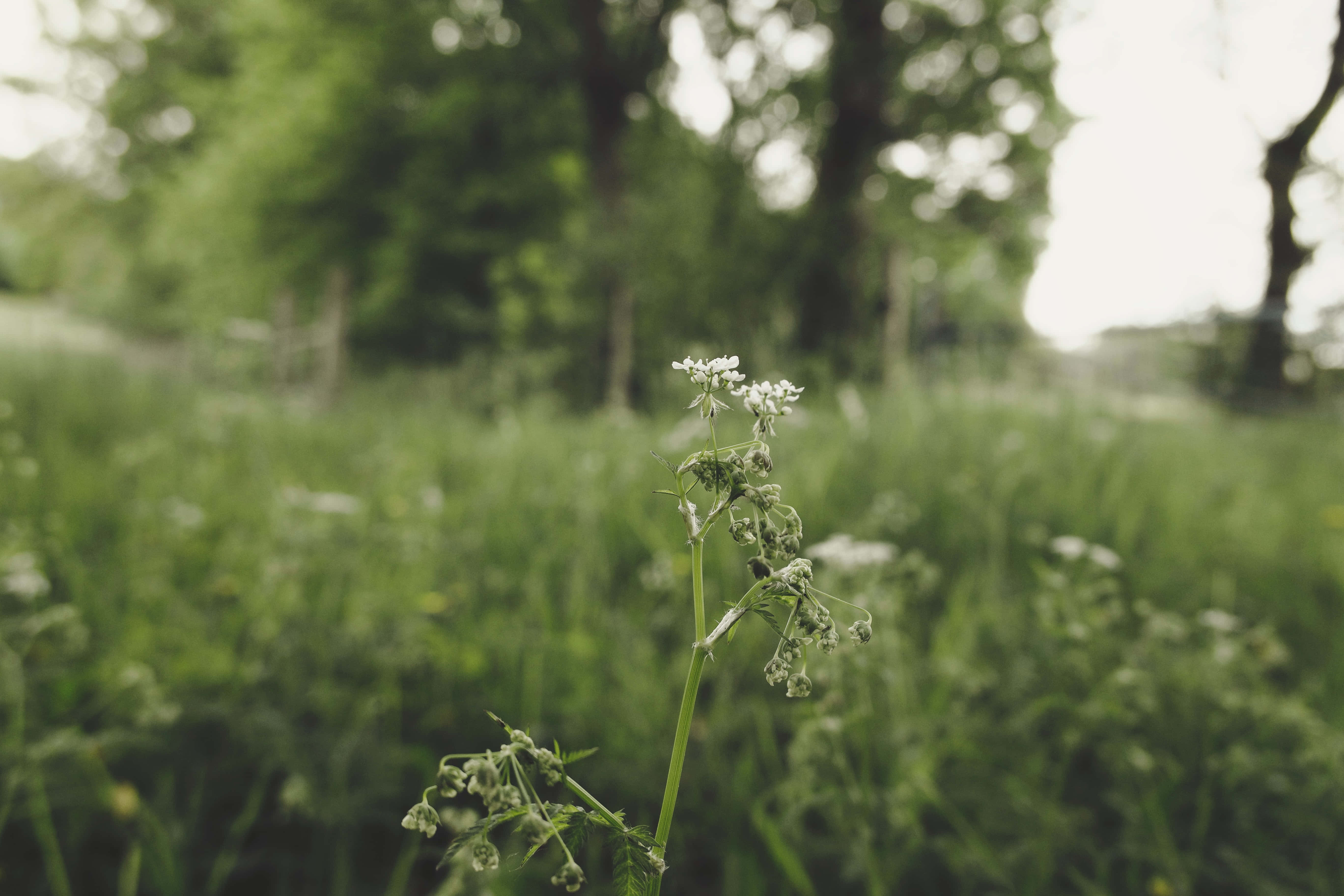 En rolig hytte omgitt av frodig grønt og blomstrende blomster Bakgrunner