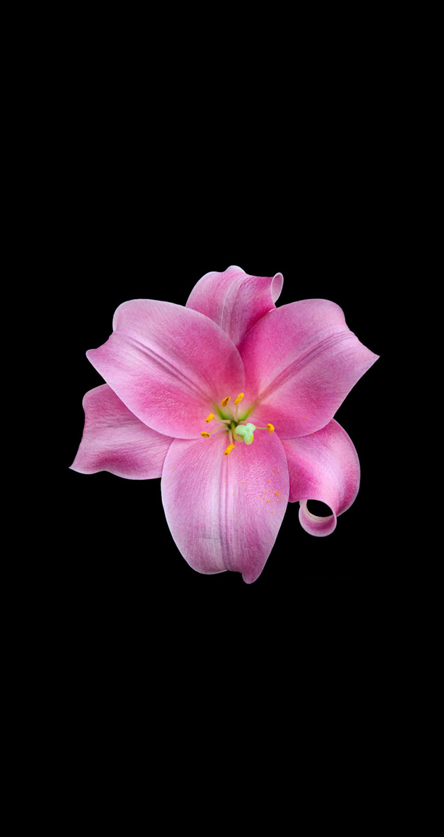 en rosa blomst på svart bakgrunn Bakgrunner
