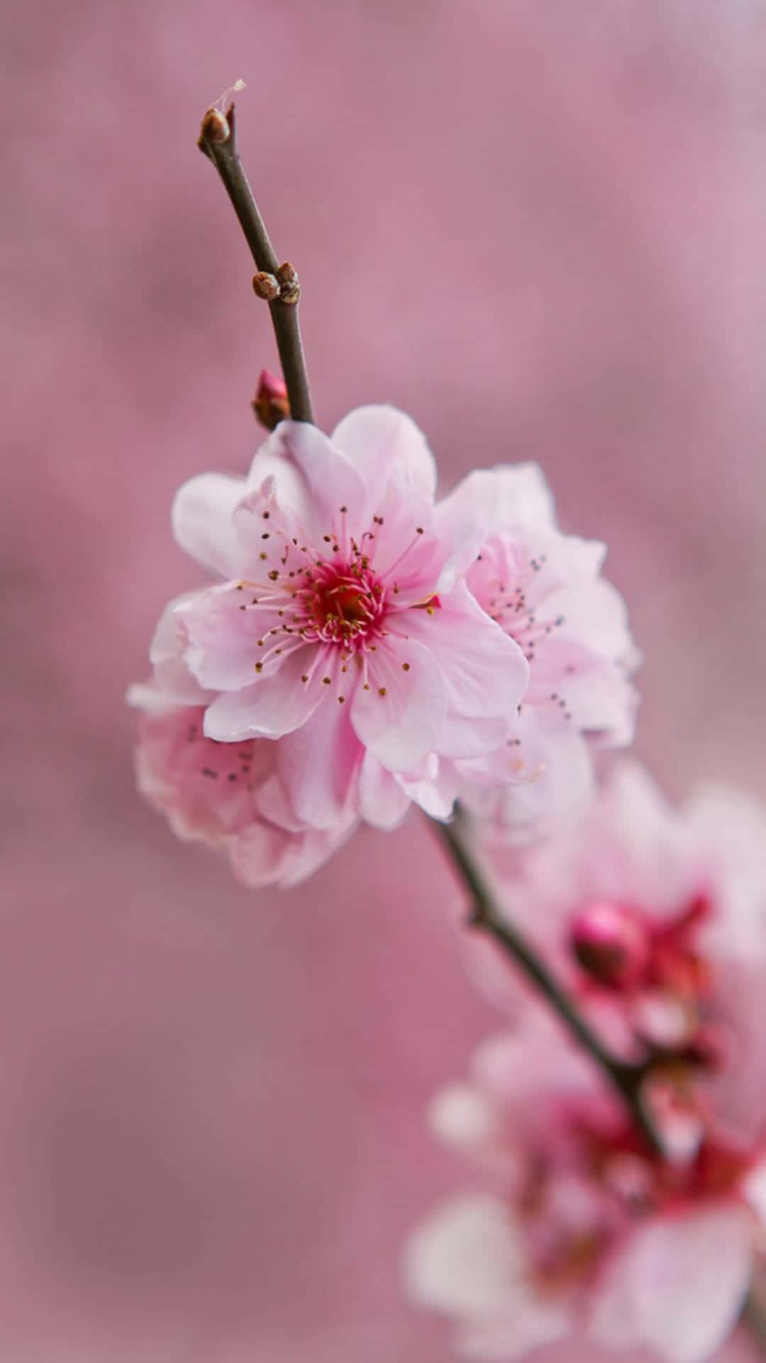 En rosa blomst på en gren med rosa bakgrunn Bakgrunner