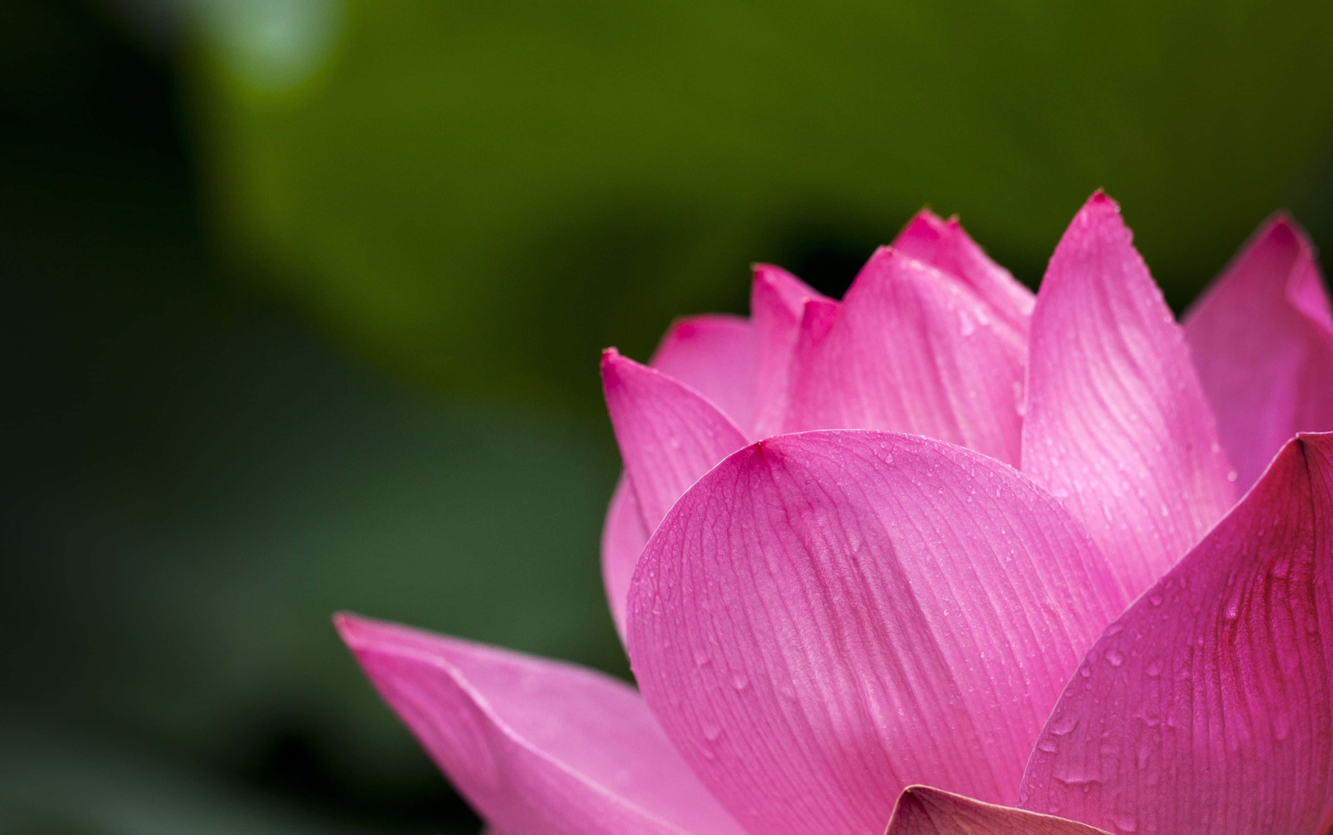 en rosa lotusblomst med vanndråper på Bakgrunner