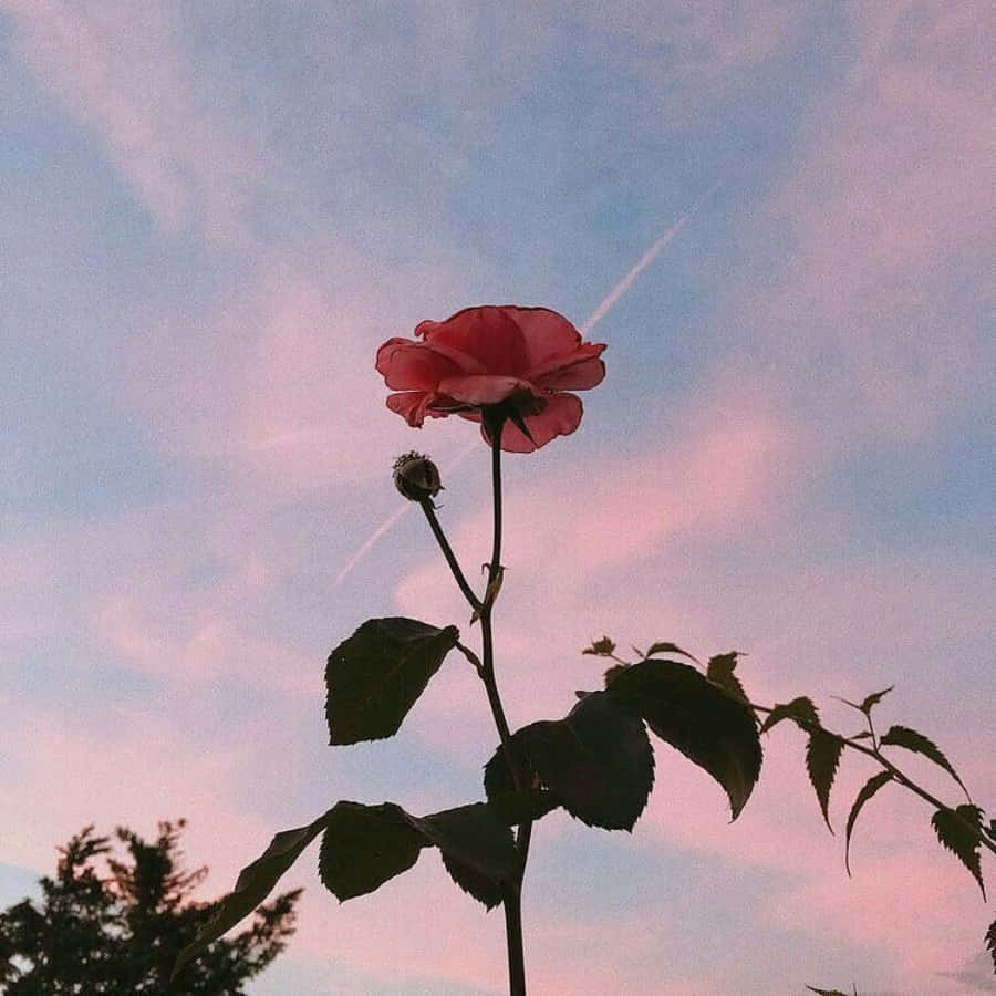 En rosa rose står foran en rosa himmel Bakgrunner