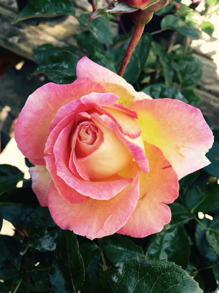 En rosa roseblomst står høyt og stolt i en hage full av livlige farger Bakgrunner