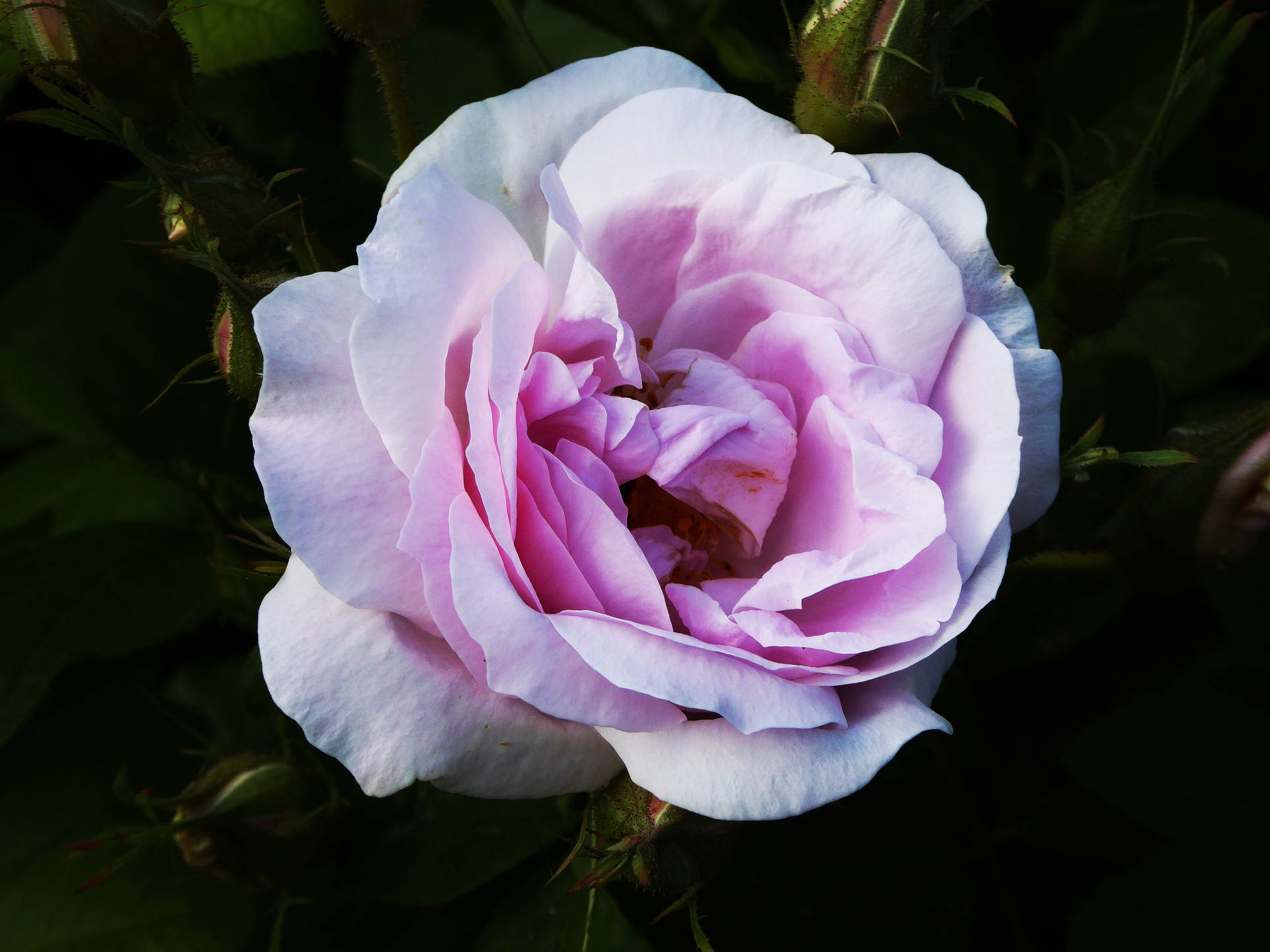 Forhåndsvisning bakgrunn rose, knopp, kronblader