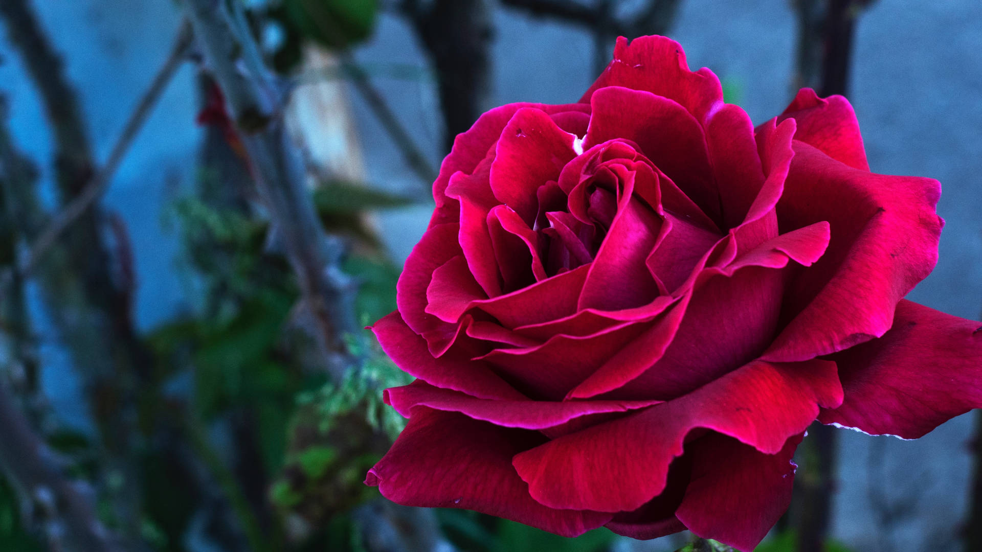 Forhåndsvisning bakgrunn rose, knopp, blader