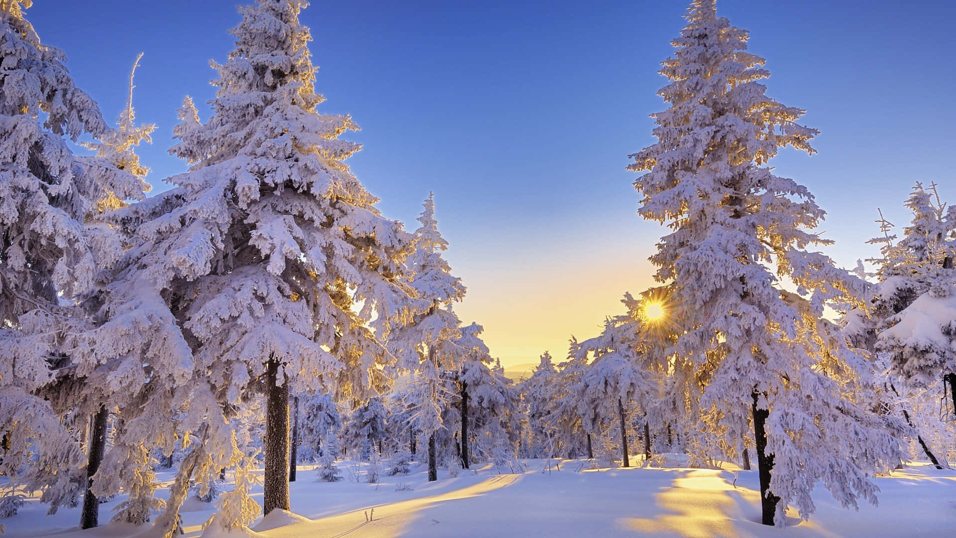 en skog dekket av snø med solen som skinner på den Bakgrunner