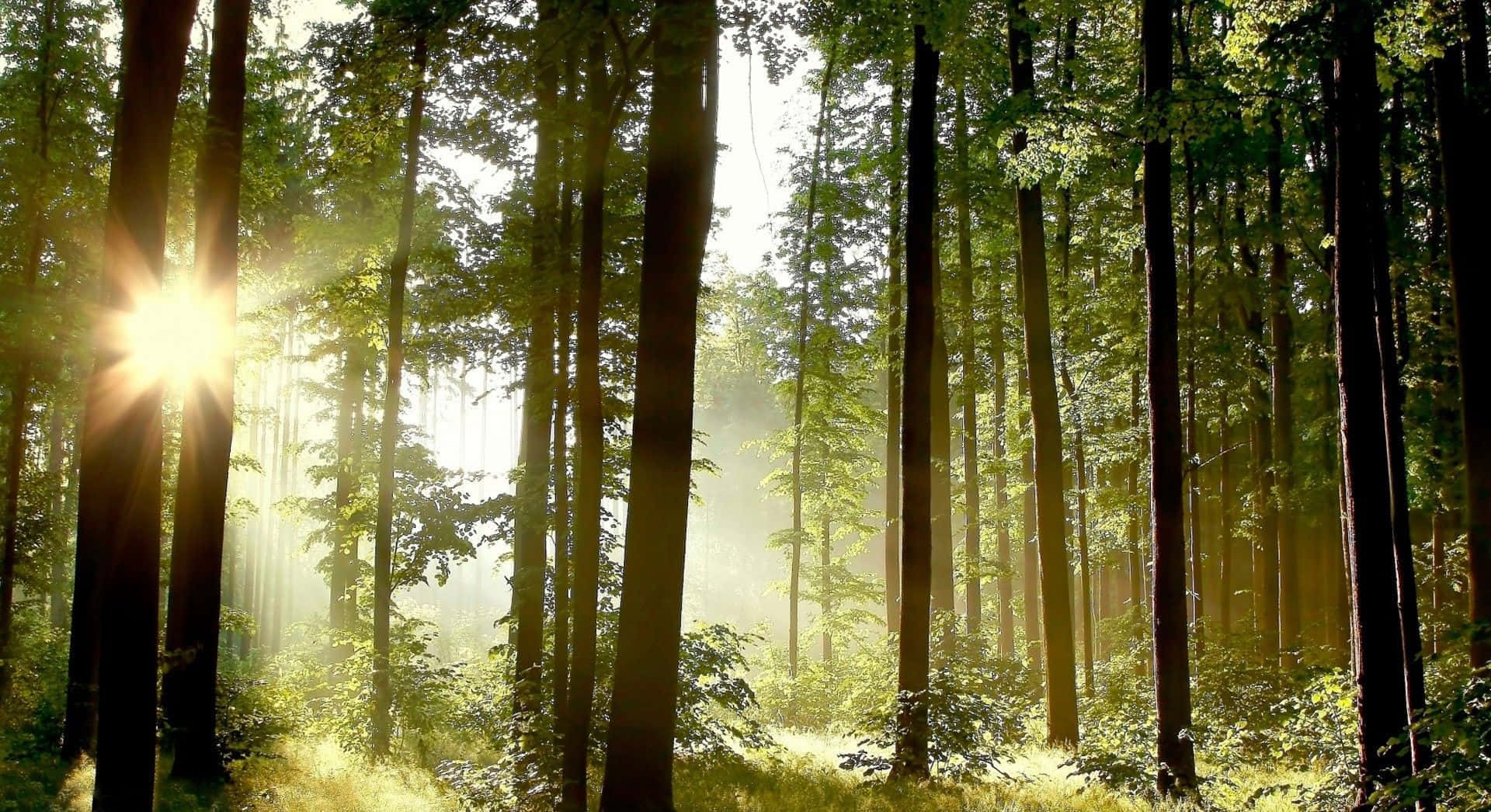 en skog med sollys som skinner gjennom trærne Bakgrunner
