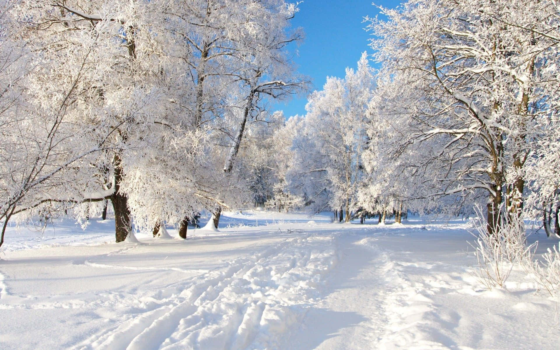 En snødekt sti i en skog Bakgrunner