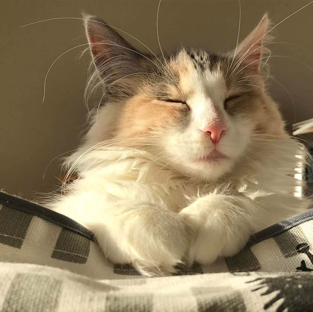 En søt grå og hvit katt som hviler fredelig på et teppe. Bakgrunner