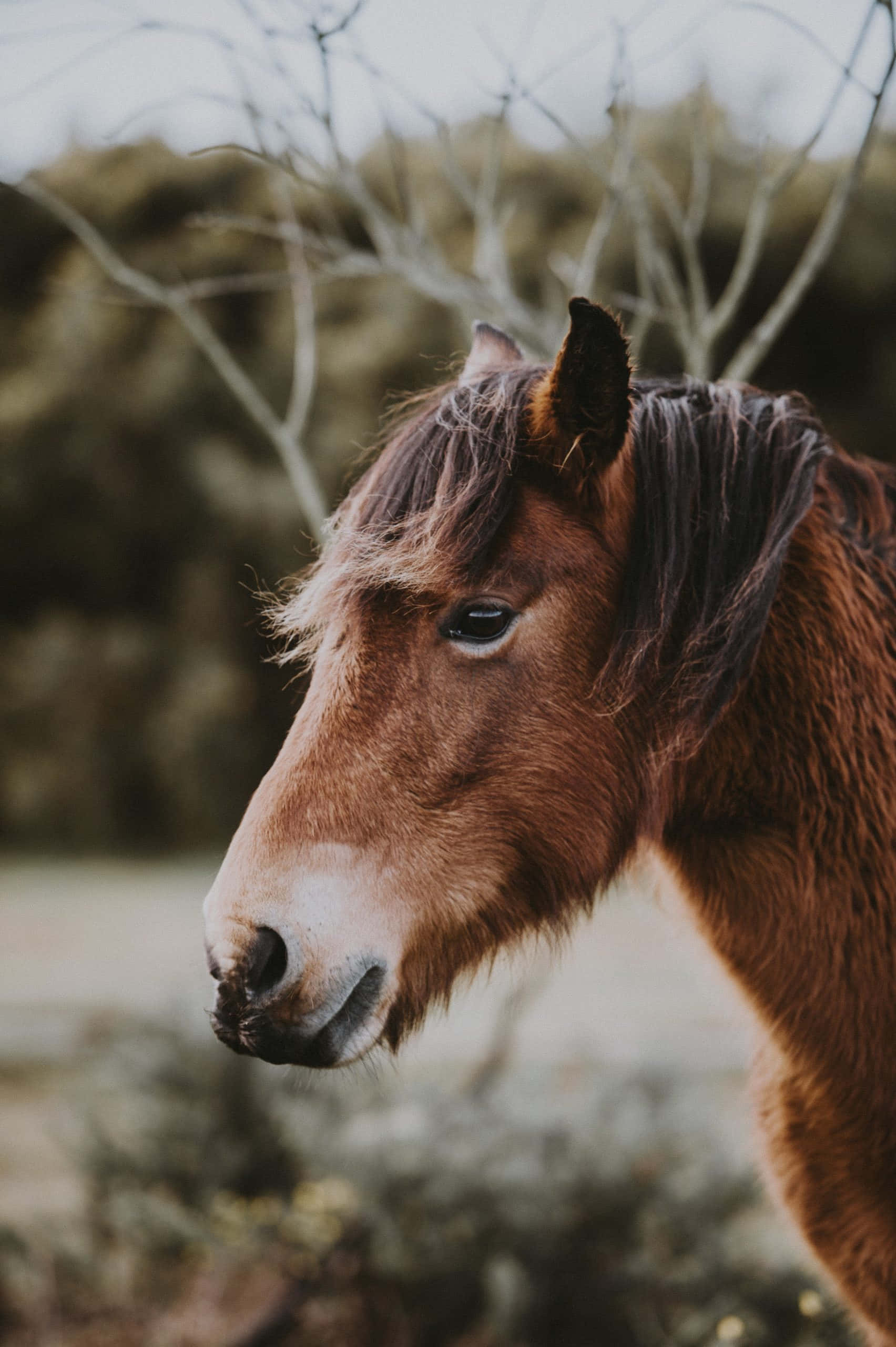 En søt hest som nyter en solrik dag Bakgrunner