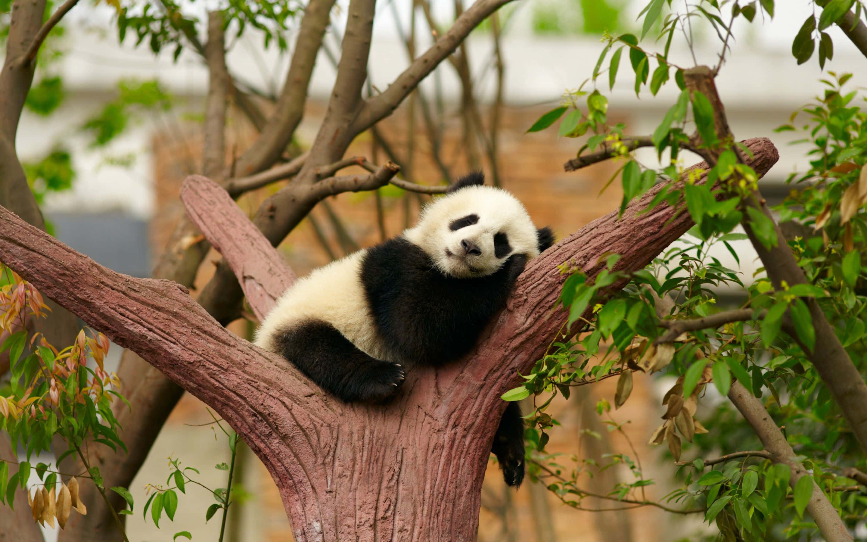 En søt panda som nyter en matbit i sitt naturlige habitat Bakgrunner