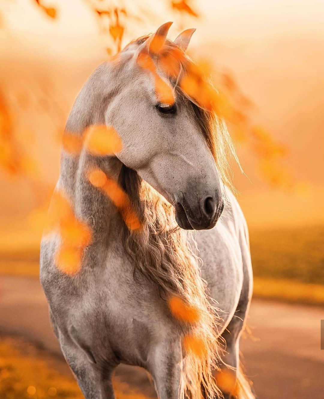 En søt, vennlig hest med en vakker hvit manke. Bakgrunner
