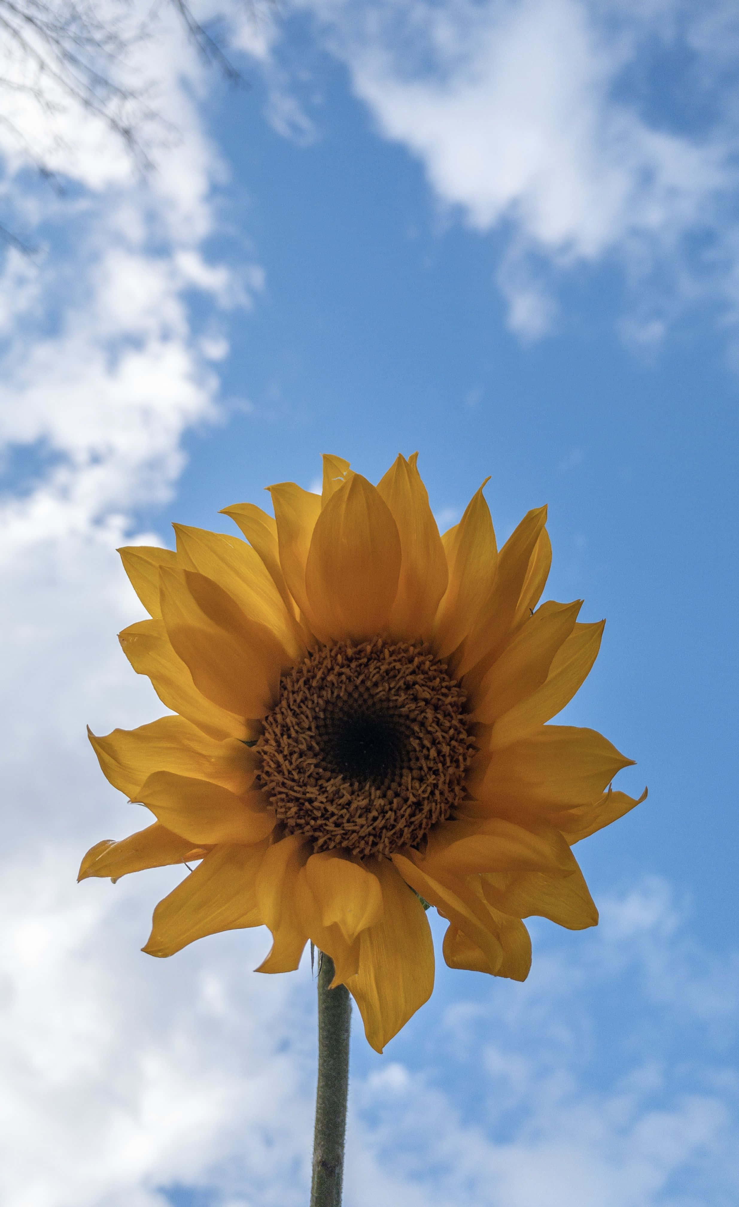 en solsikke midt på en blå himmel Bakgrunner