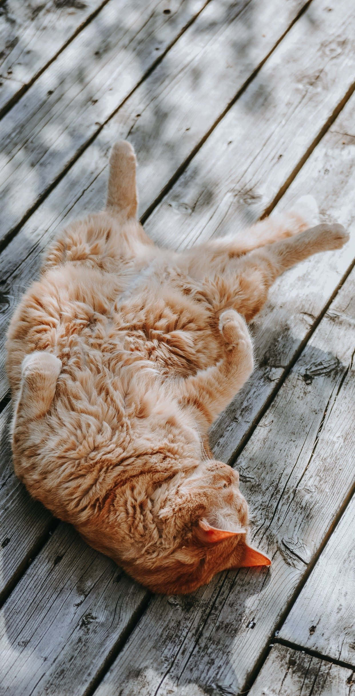 En søt, fluffy svart katt smiler søtt. Bakgrunner