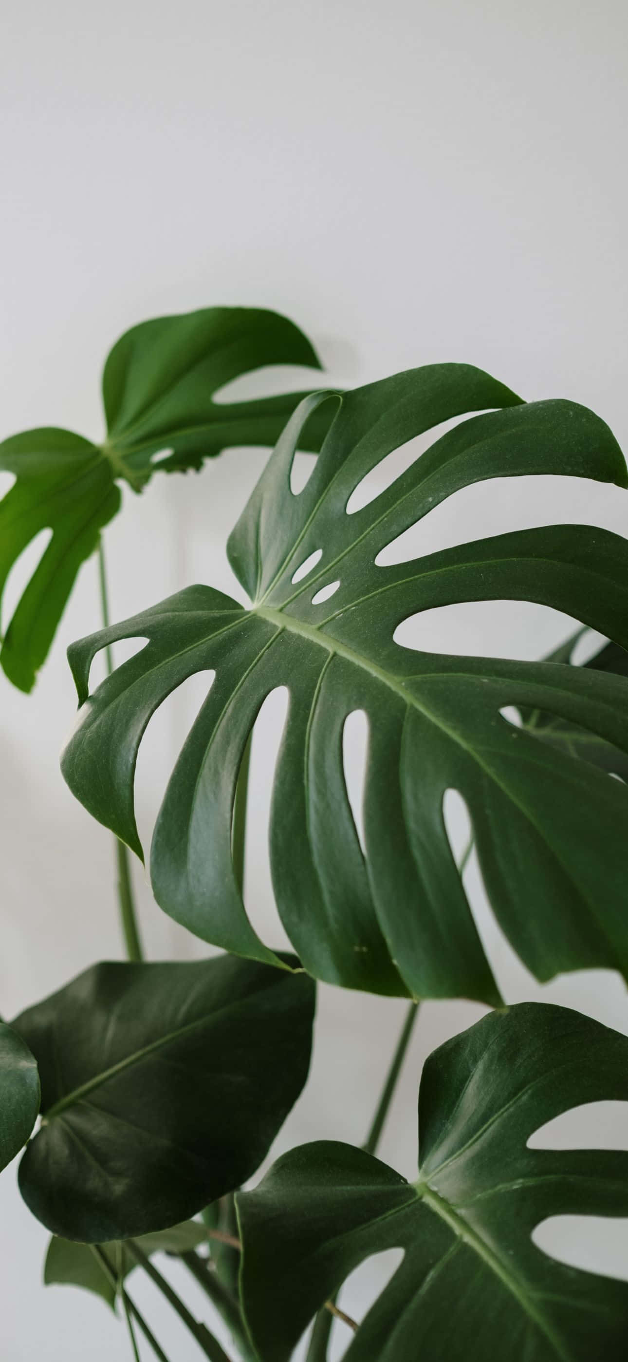 en stor plante med store blader i en hvit potte Bakgrunner