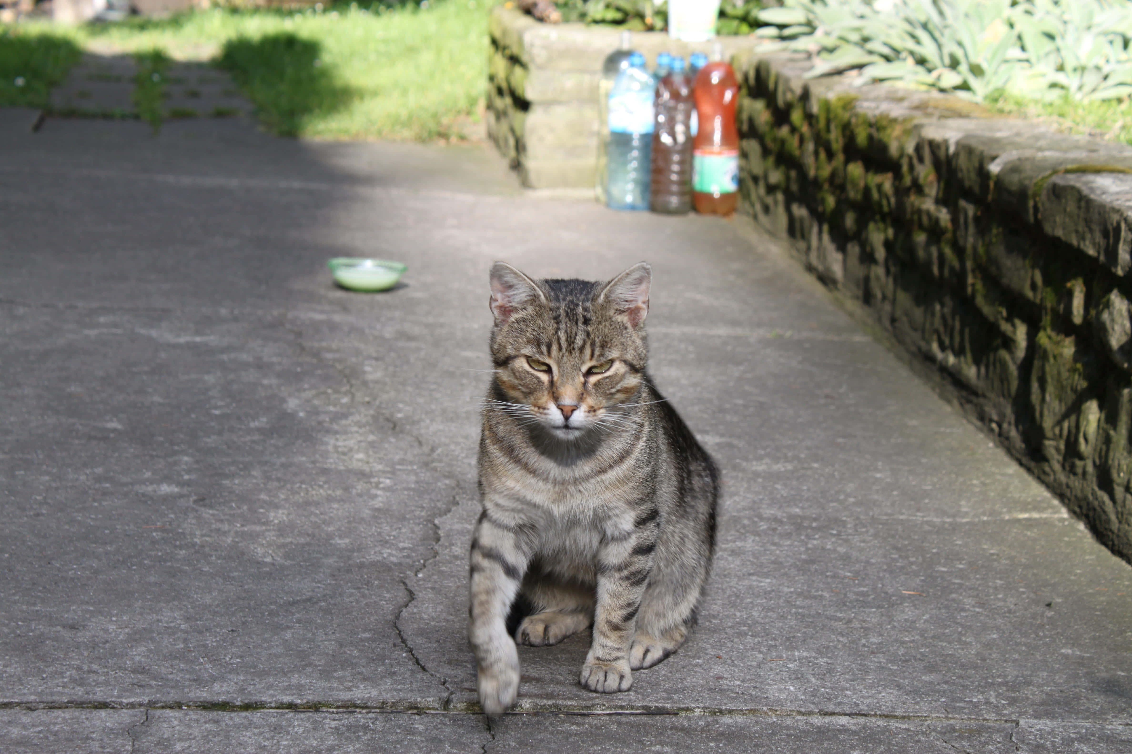 "En sur katt misliker" Bakgrunner