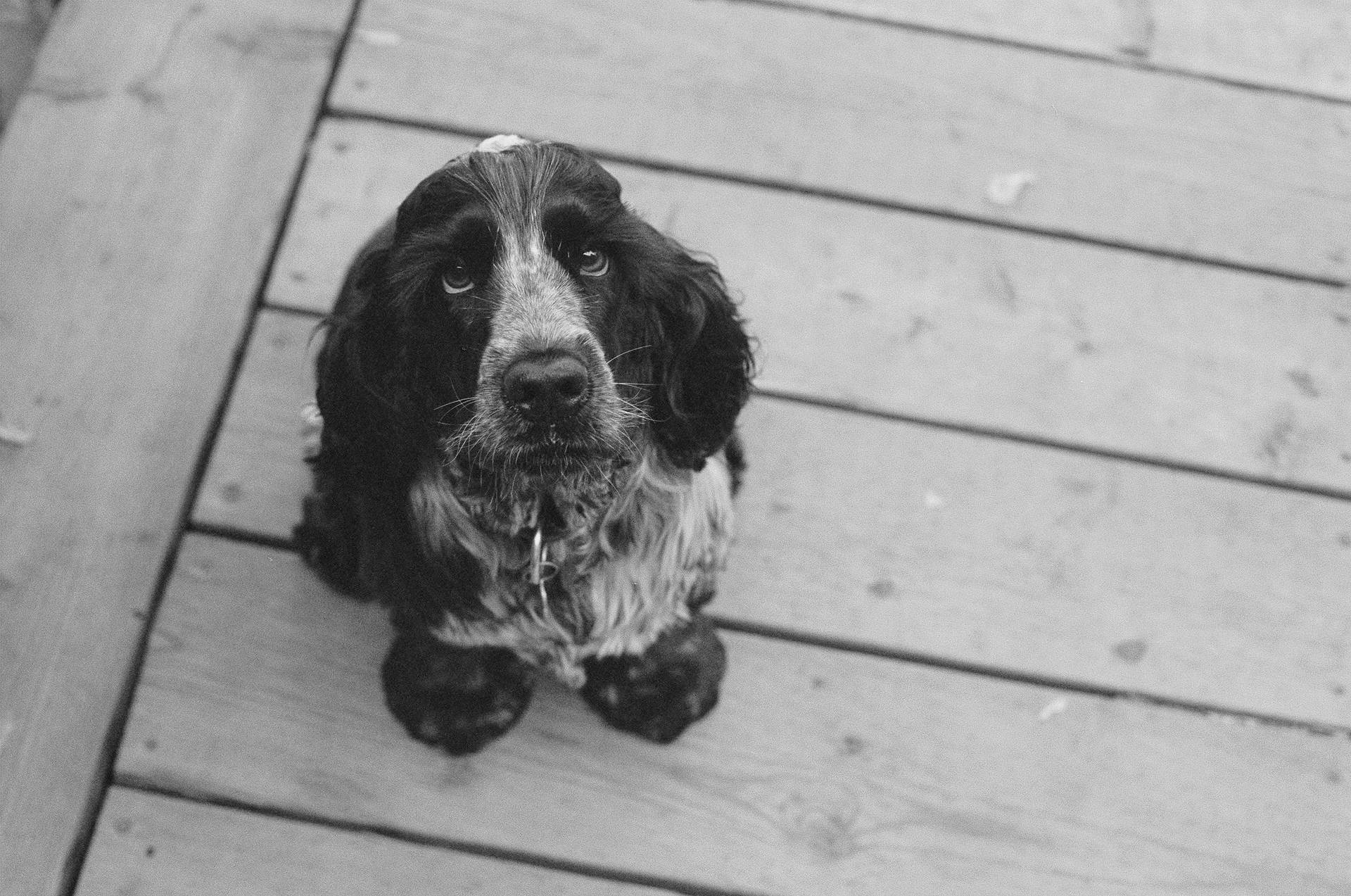 Voksen Cocker Spaniel som stirrer med valpeøyne bakgrunn