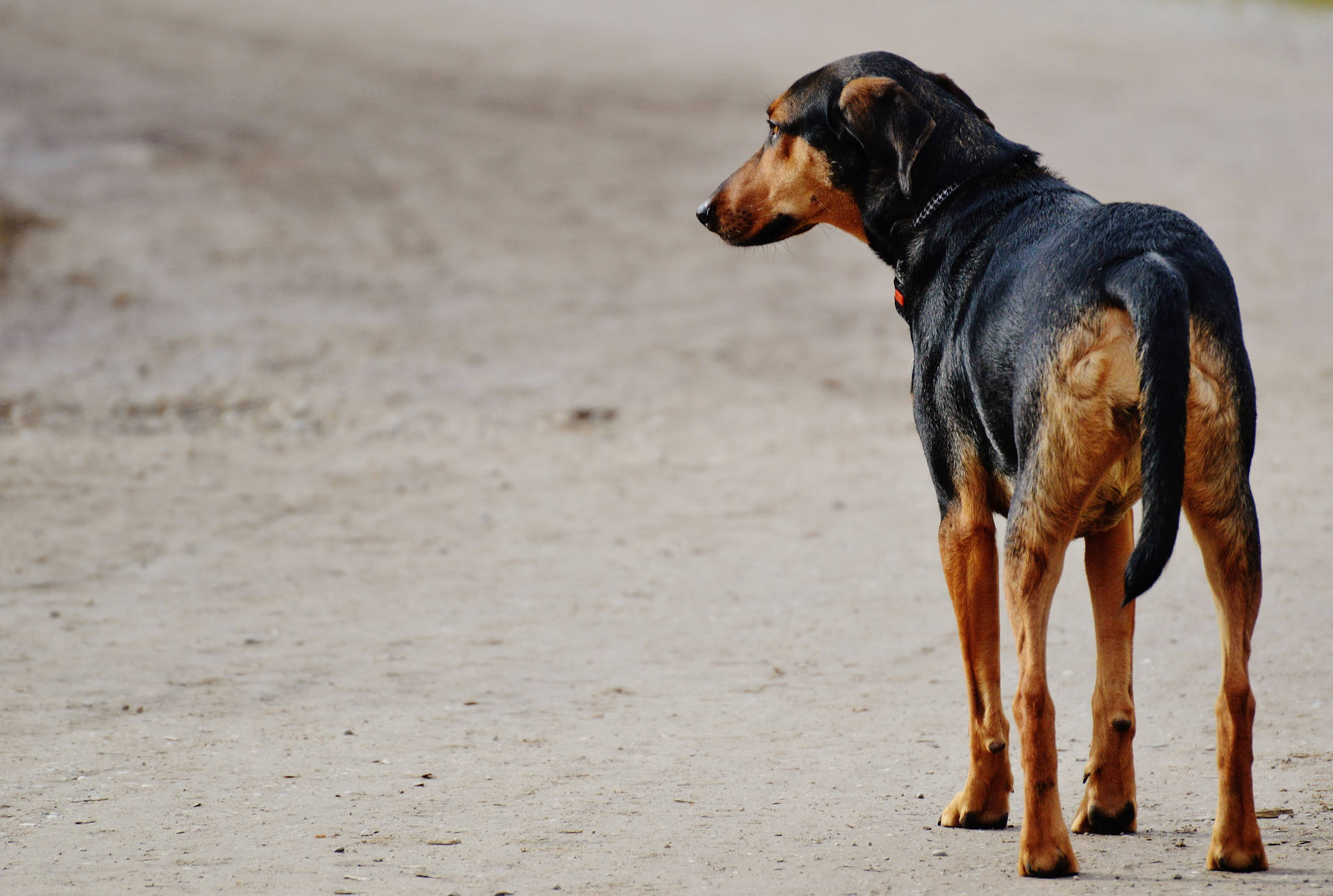 Trist svart hund som venter på en grusvei bakgrunnsbilde