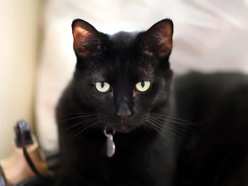 En svart katt med grønne øyne sitter på en seng Bakgrunner