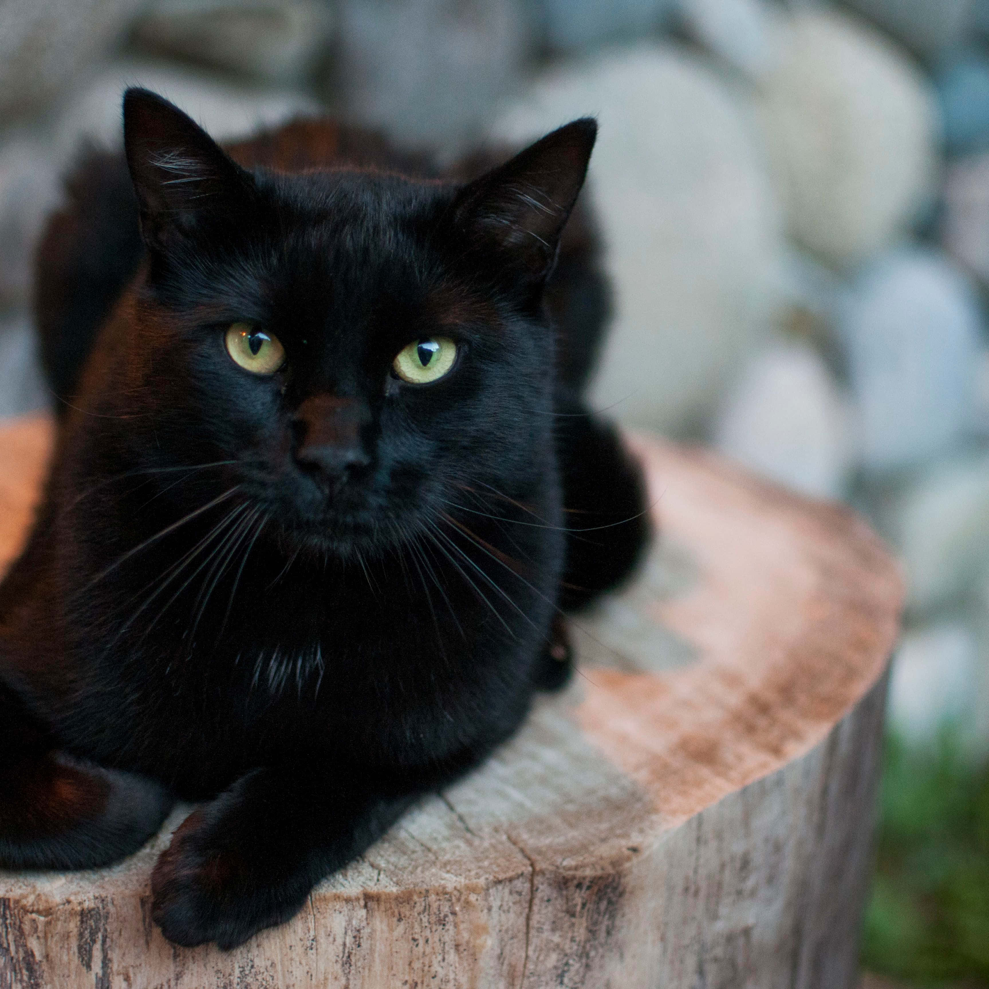 En svart katt sitter på en stubbe Bakgrunner