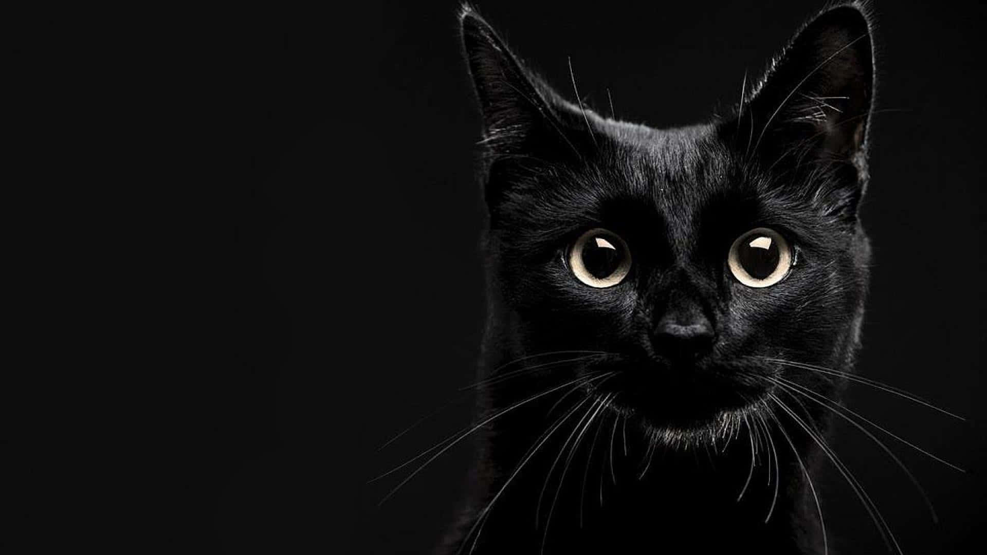 en svart katt stirrer inn i kameraet Bakgrunner