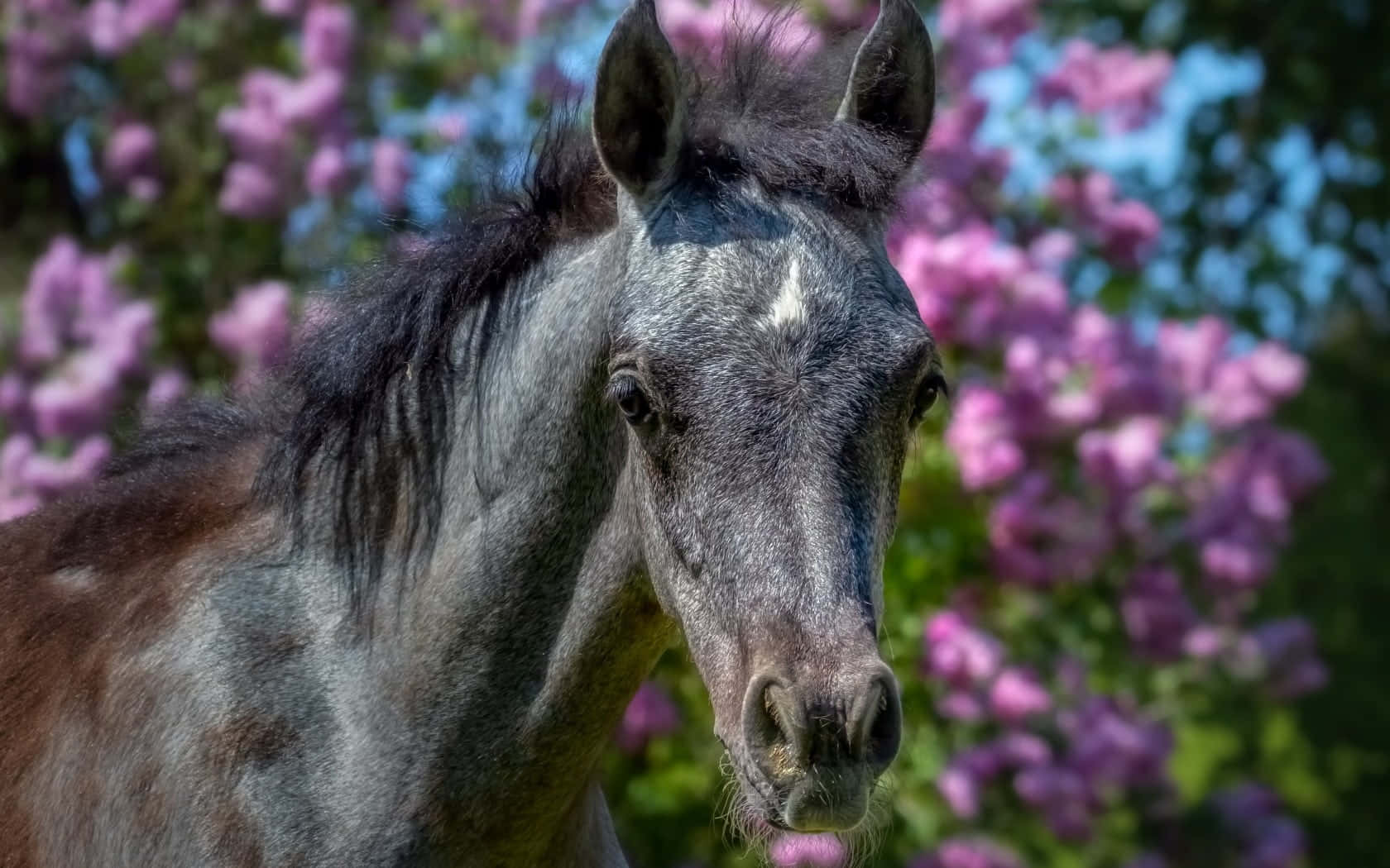 En ung og nydelig brun hest nyter sollyset Bakgrunner