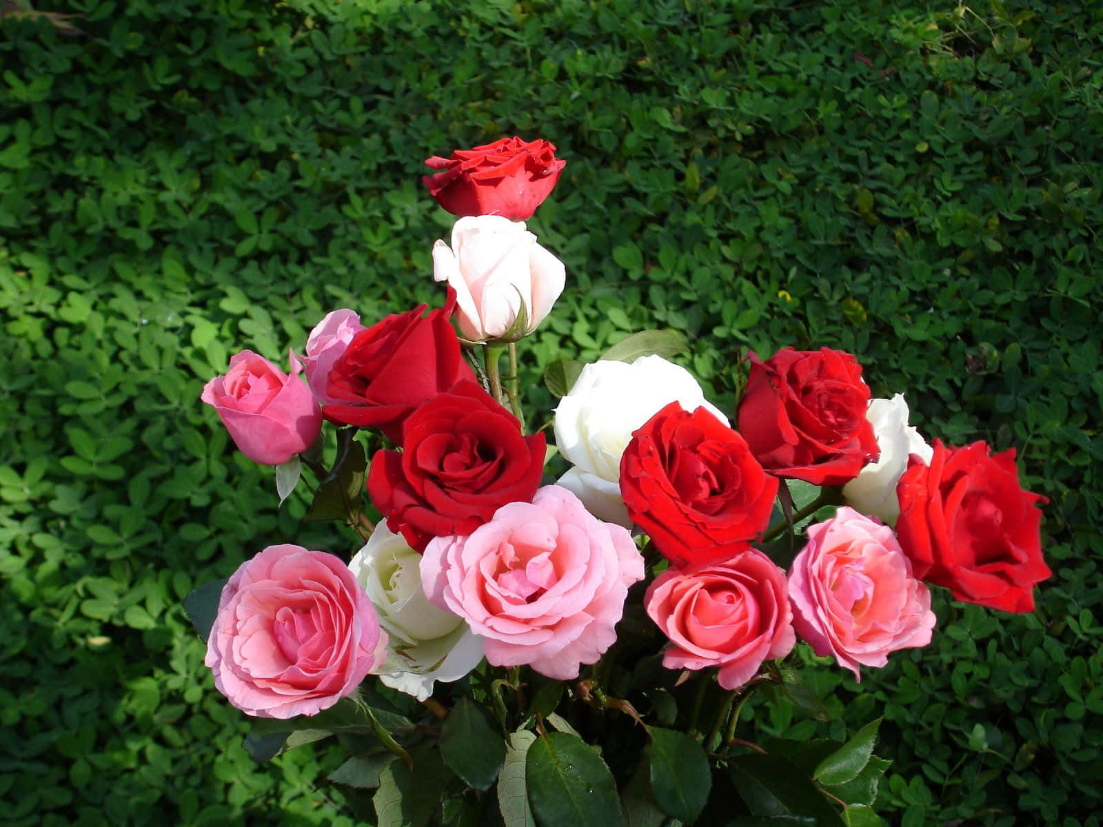 En utsøkt rød rose i full blomst Bakgrunner