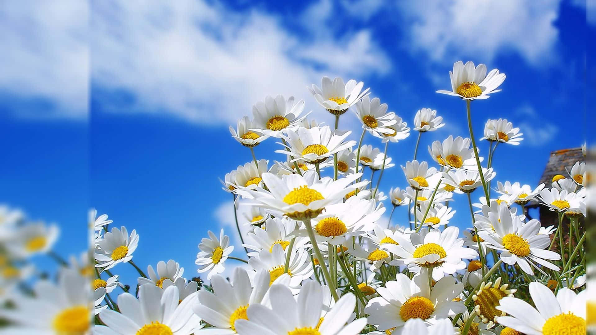 "En vakker blomst mot naturens enkelhet" Bakgrunner