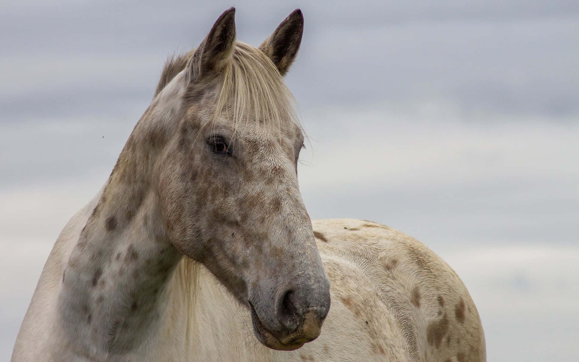 En vakker brun hest som ser seg rundt Bakgrunner
