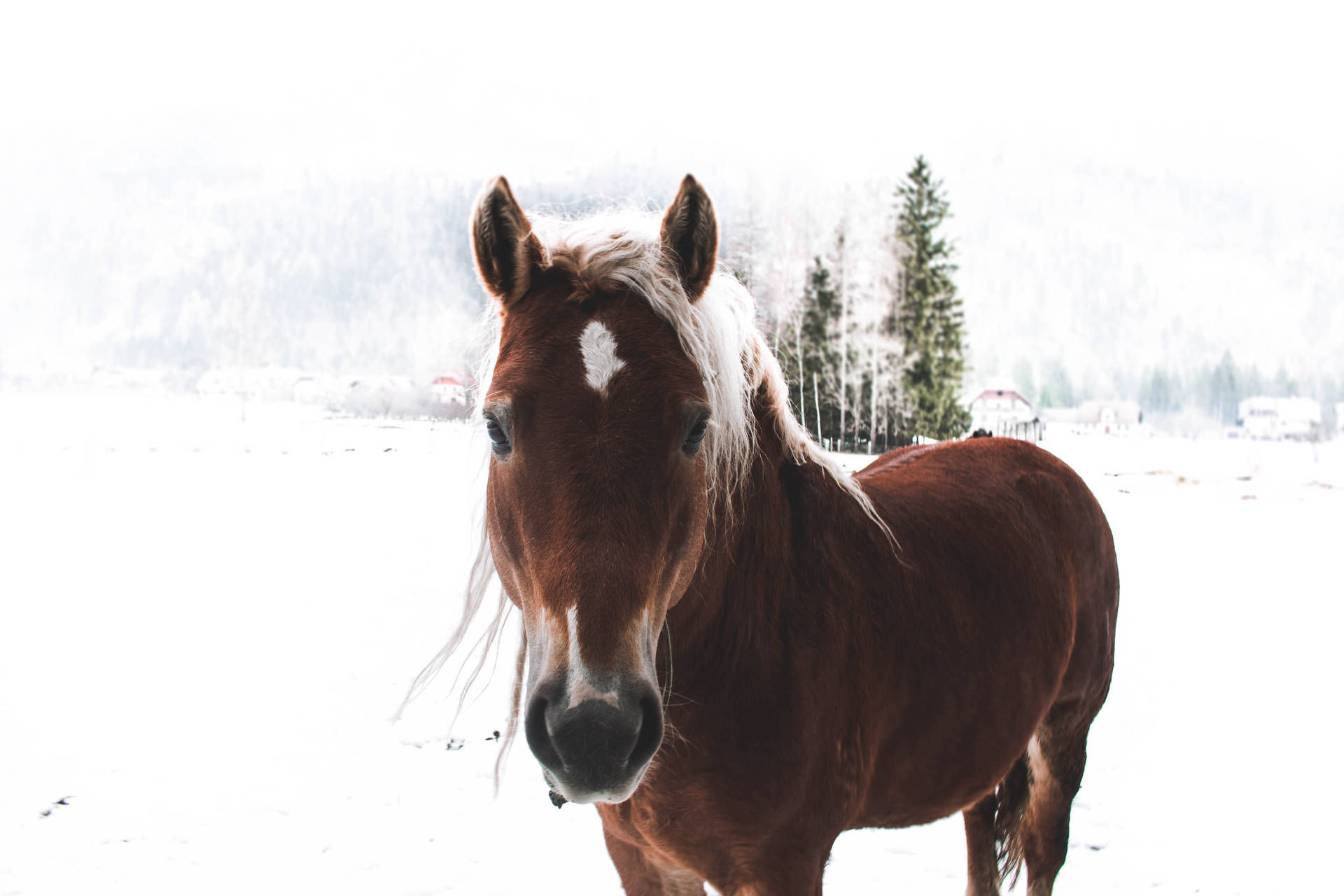 Brun hest omgitt av snø bakgrunnsbilde