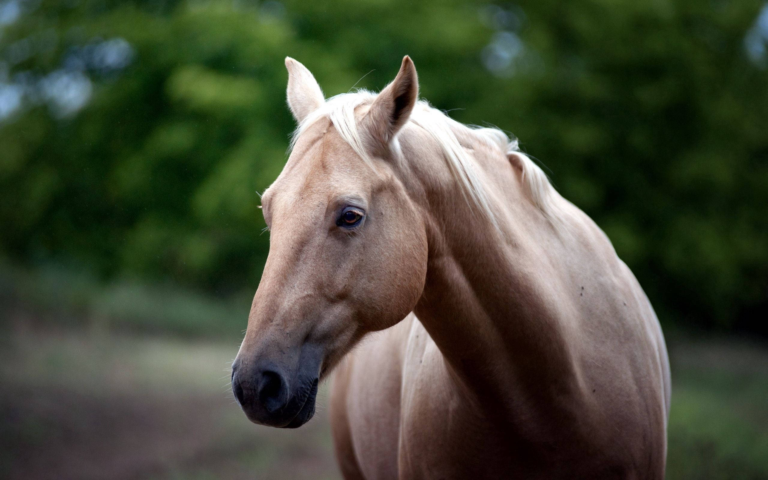En vakker brun hest som står midt i en gresskledd eng Bakgrunner