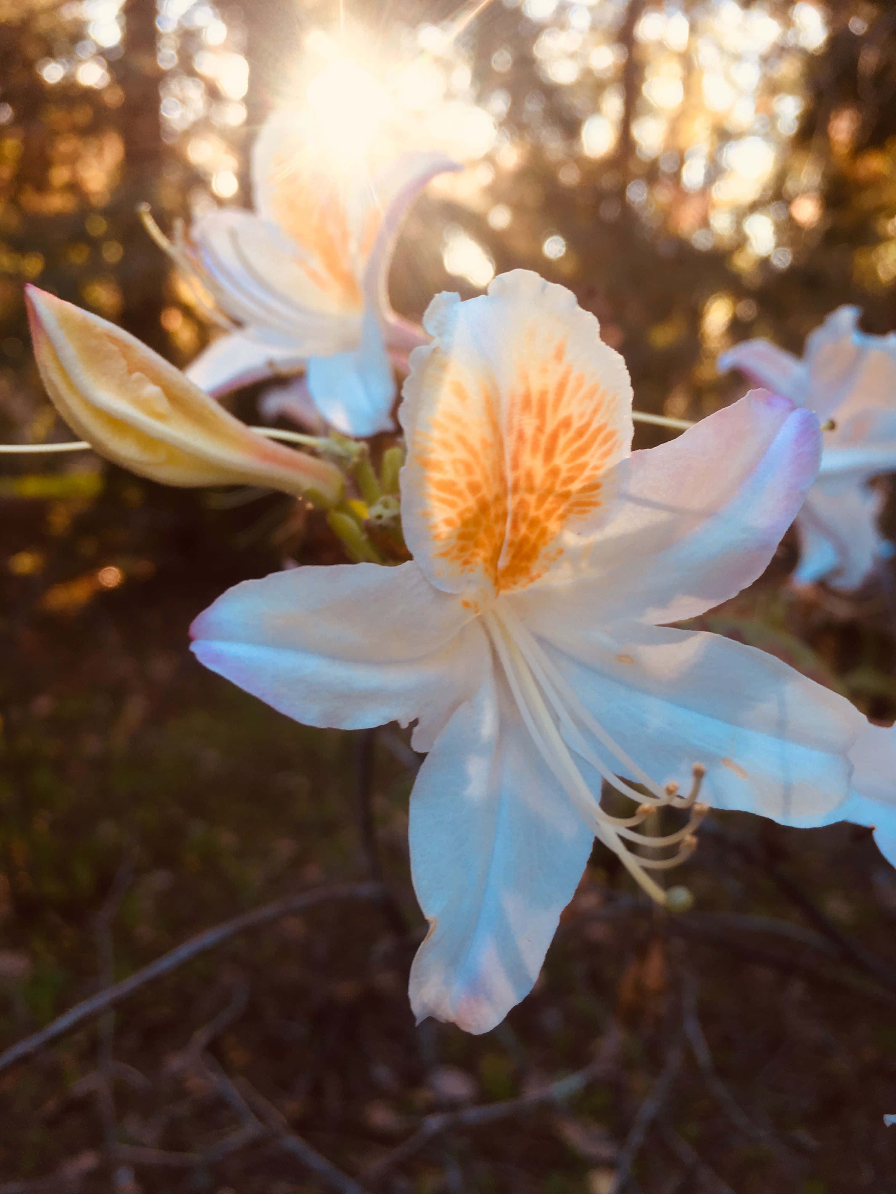 En vakker estetisk rosa og hvit blomst Bakgrunner