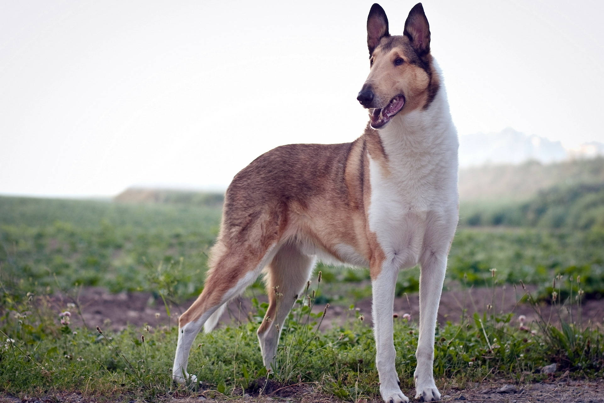 "En vakker glatthåret collie som leker i gresset!" Bakgrunner