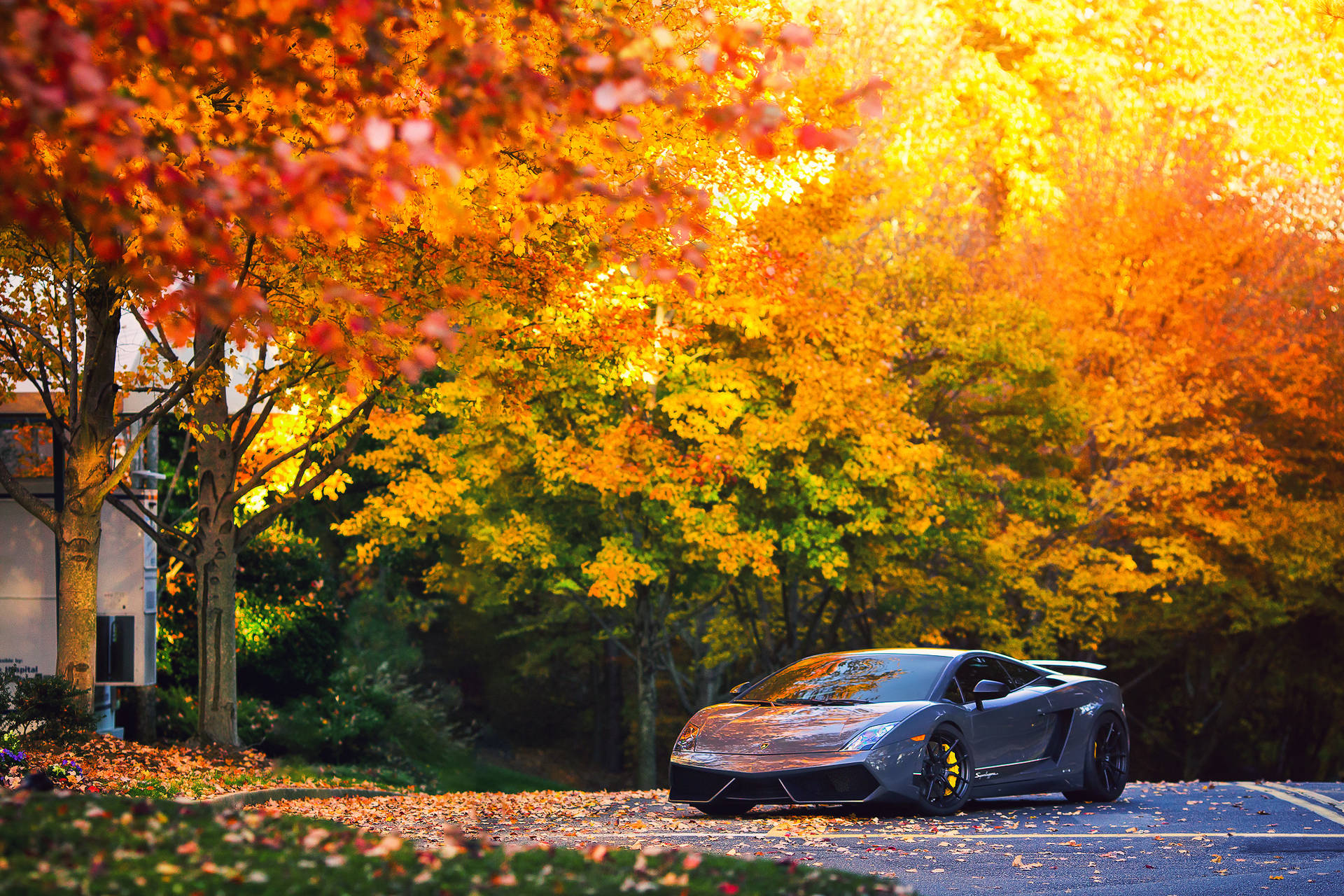 Grå Lamborghini Gallardo i høstbakgrunn.