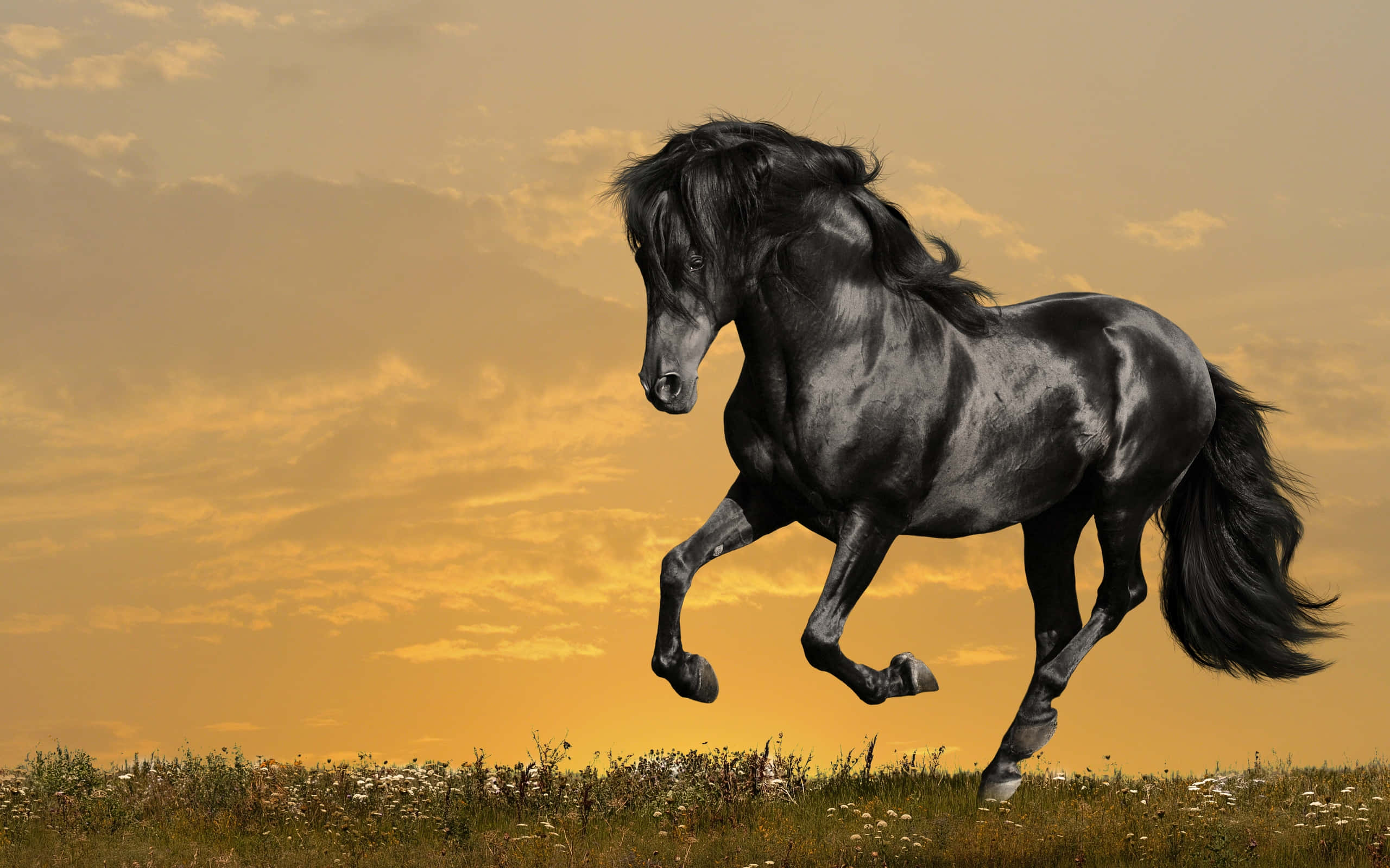 En vakker hvit hest som galopperer på en solrik dag Bakgrunner