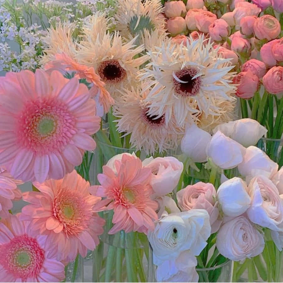 En vakker hvit og rosa blomst som blomstrer i sommermånedene Bakgrunner