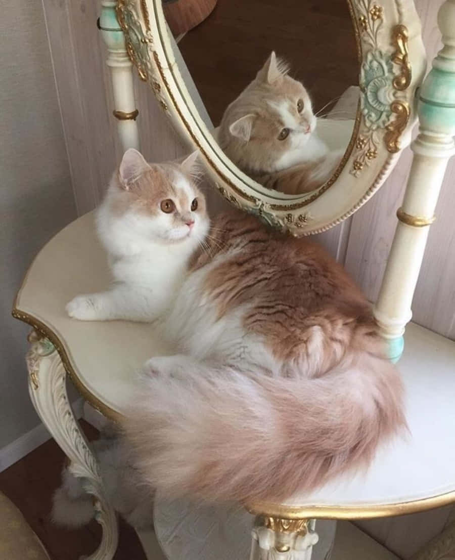 En vakker katt fanget midt i en gjesp, som viser frem sin unike estetikk. Bakgrunner