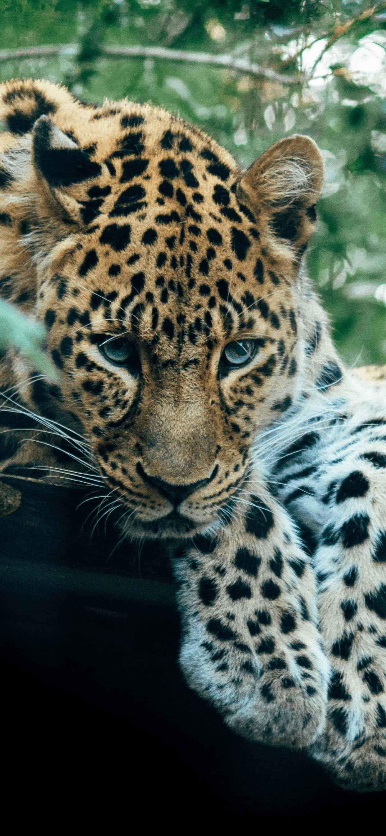 En vakker leopard som venter i solen Bakgrunner