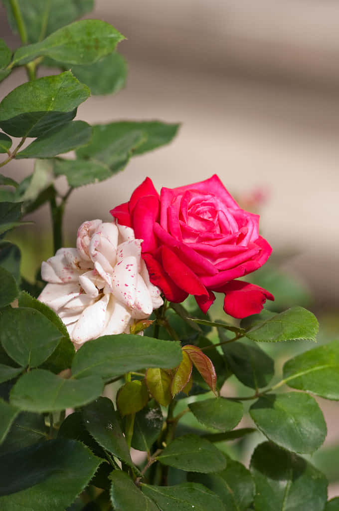En vakker, livlig rød rose. Bakgrunner