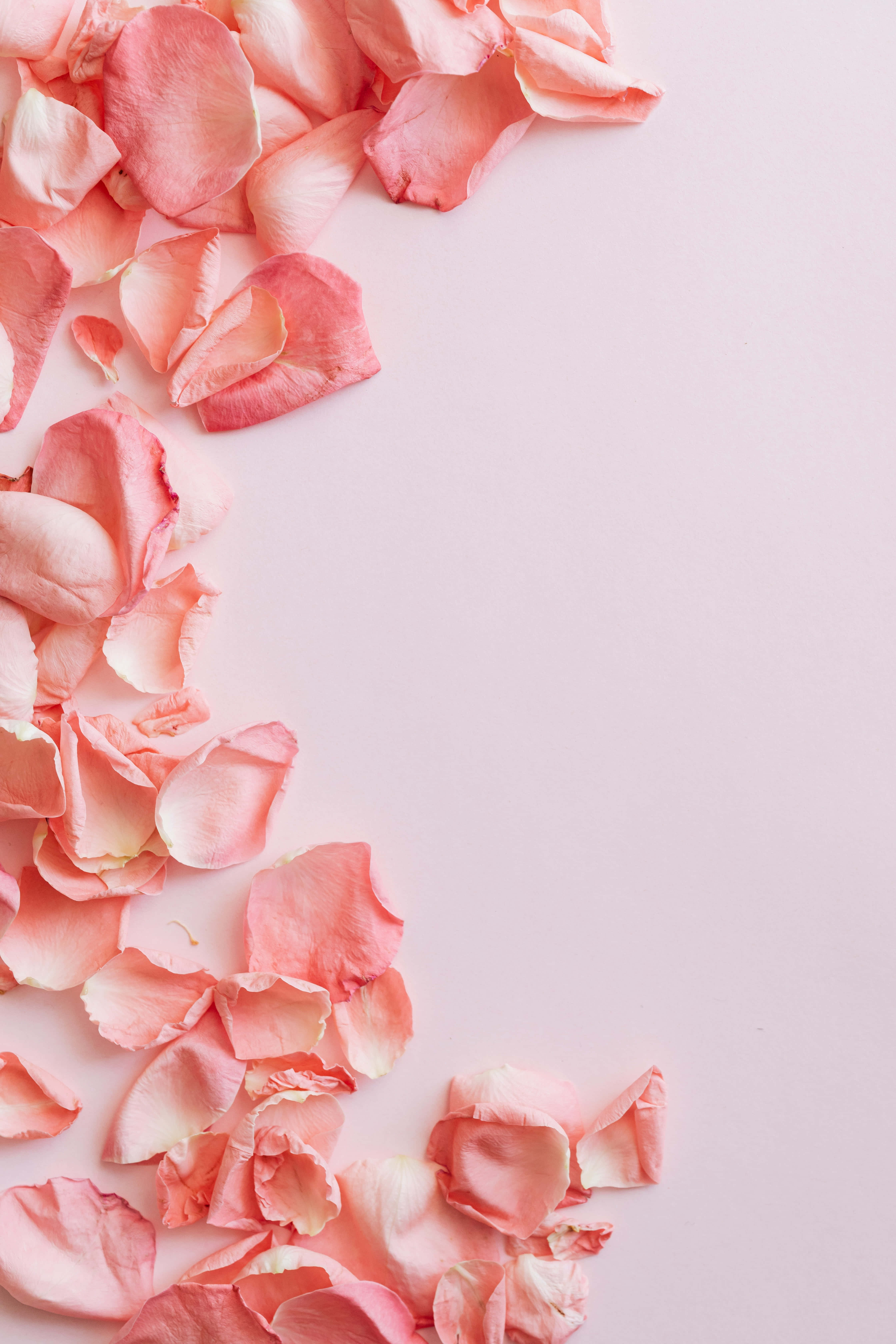 En vakker rosa blomst som garantert lyser opp dagen din Bakgrunner