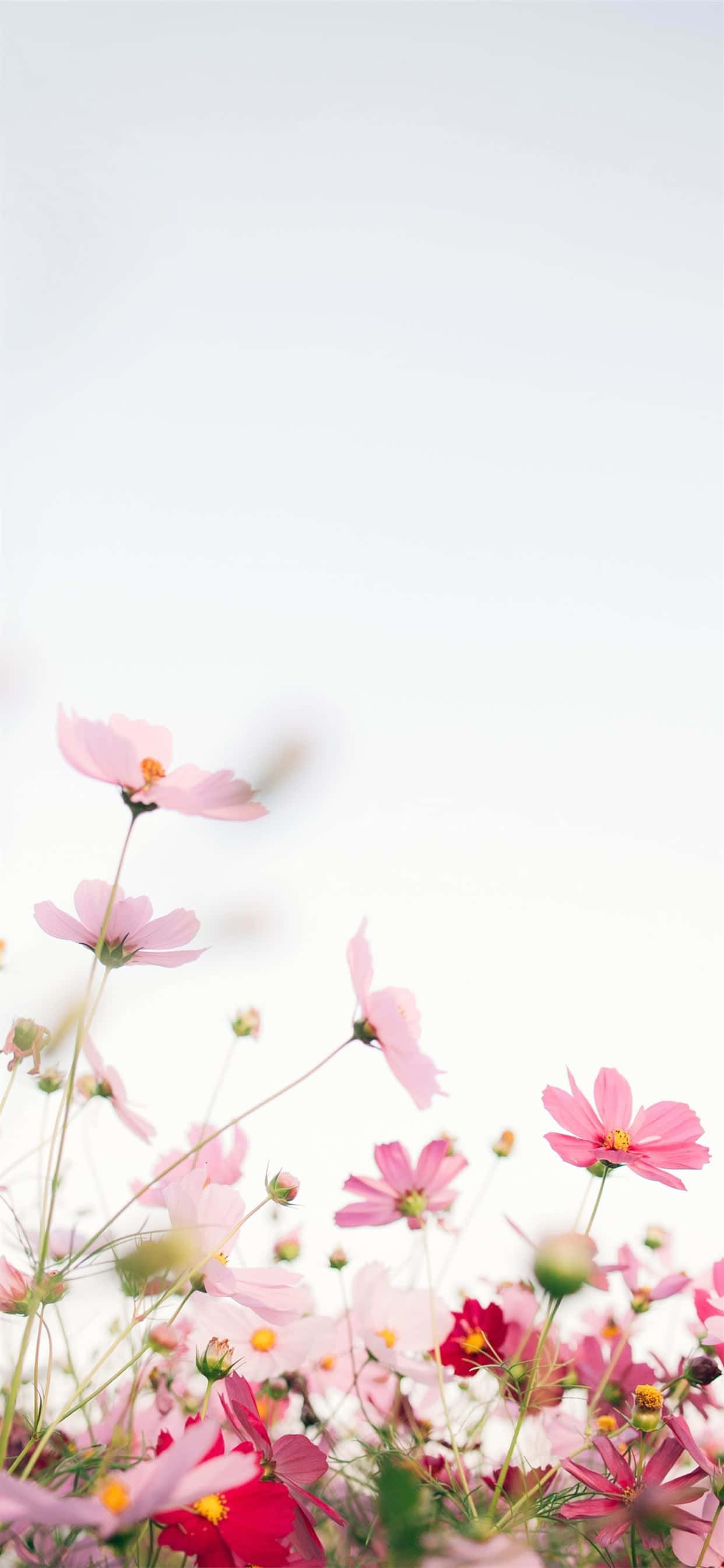 En vakker rosa blomst mot en hvit bakgrunn Bakgrunner