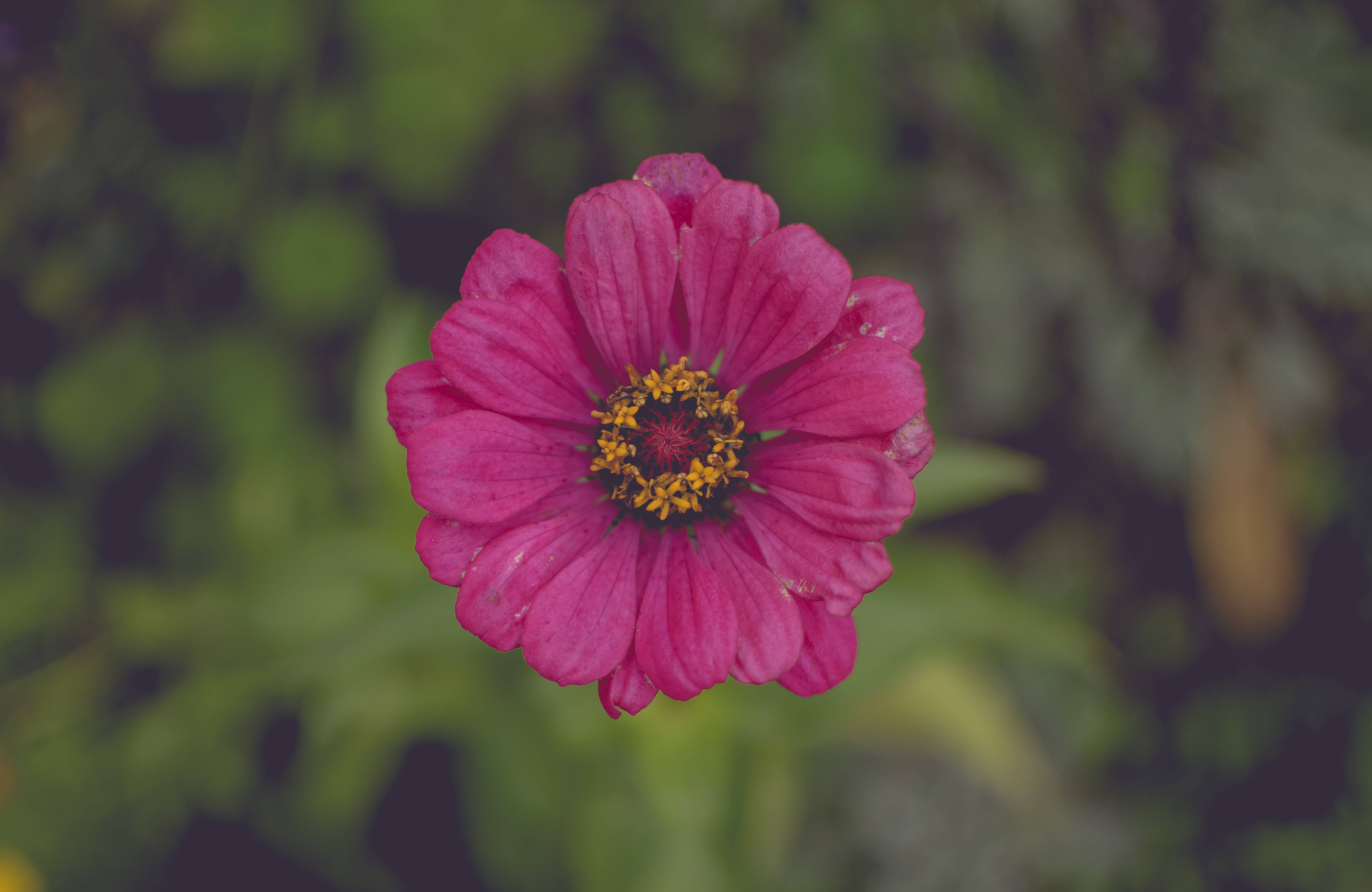 En vakker rosa blomst som symboliserer kjærlighet og glede Bakgrunner