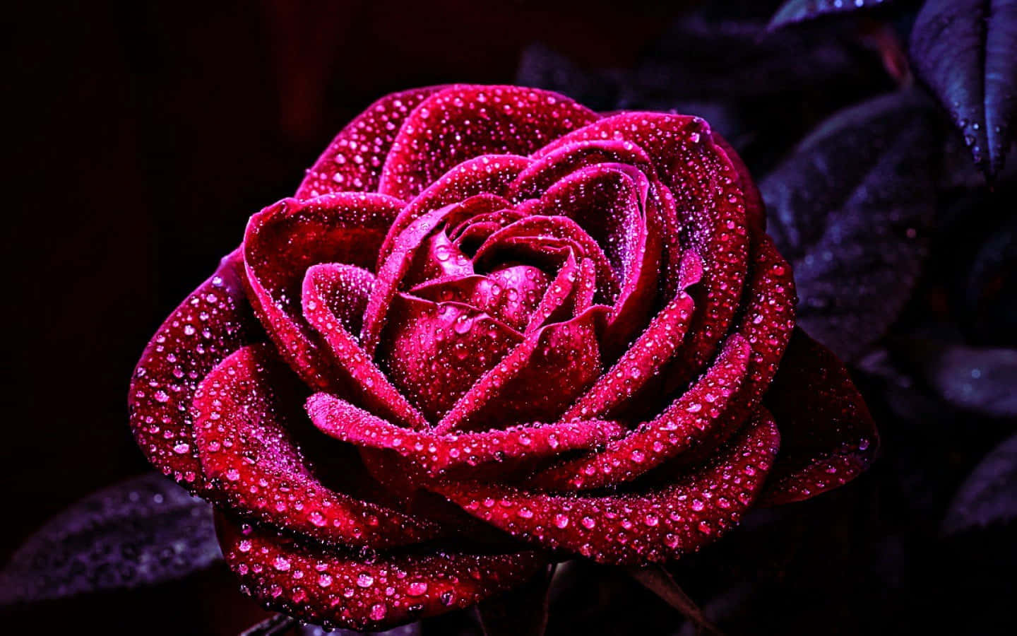 En vakker rose i full blomstring Bakgrunner