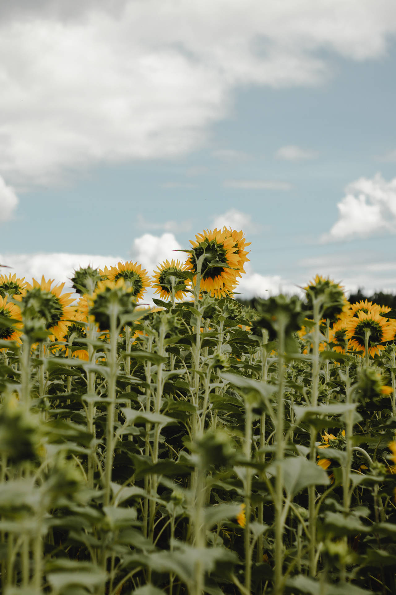 Solsikkefelt med store kronblader på en solrik dag, bøyende blomster.